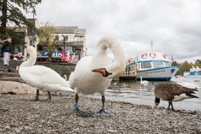 Windermere5.jpg